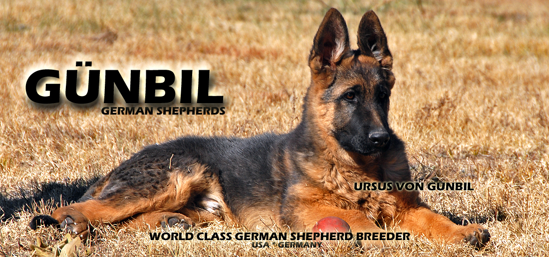 Gunbil German Shepherd Guarantee