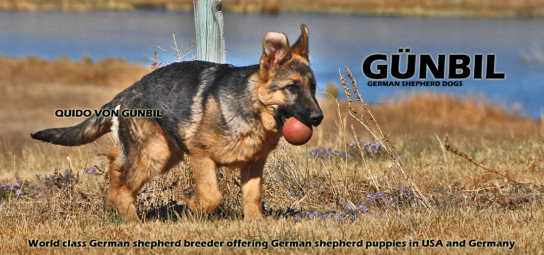 Gunbil German Shepherd Testimonails