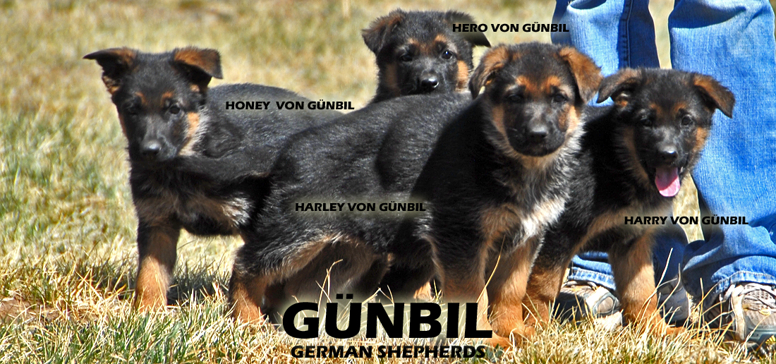Gunbil German Shepherd Dogs