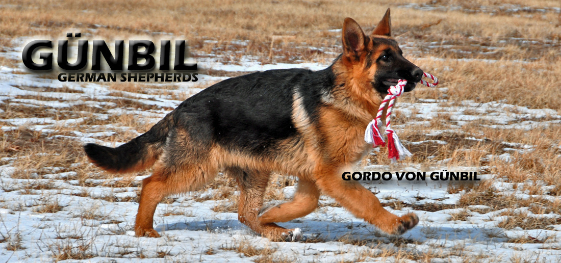 Gordo von Gunbil