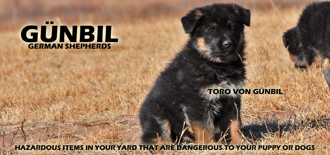 Gunbil German Shepherds
