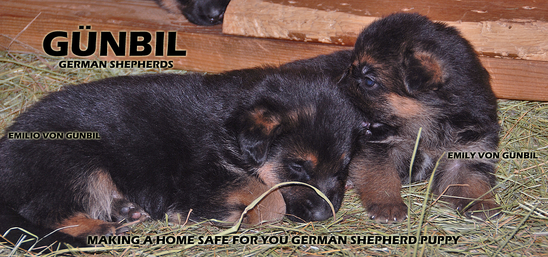 Home safe home for your puppy