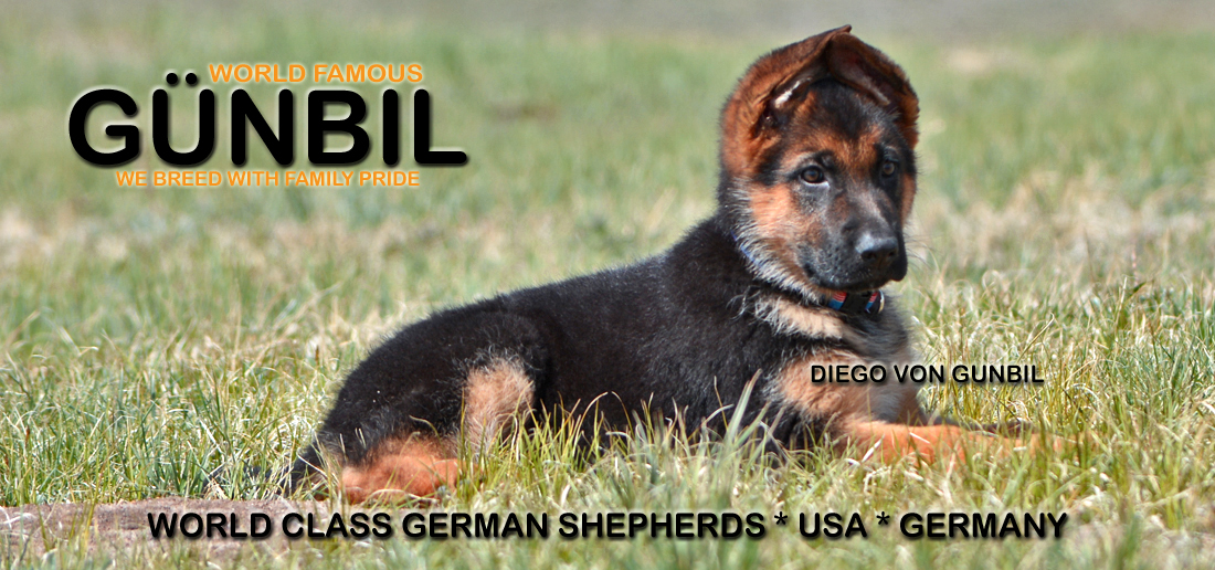 German shepherd Import Puppies