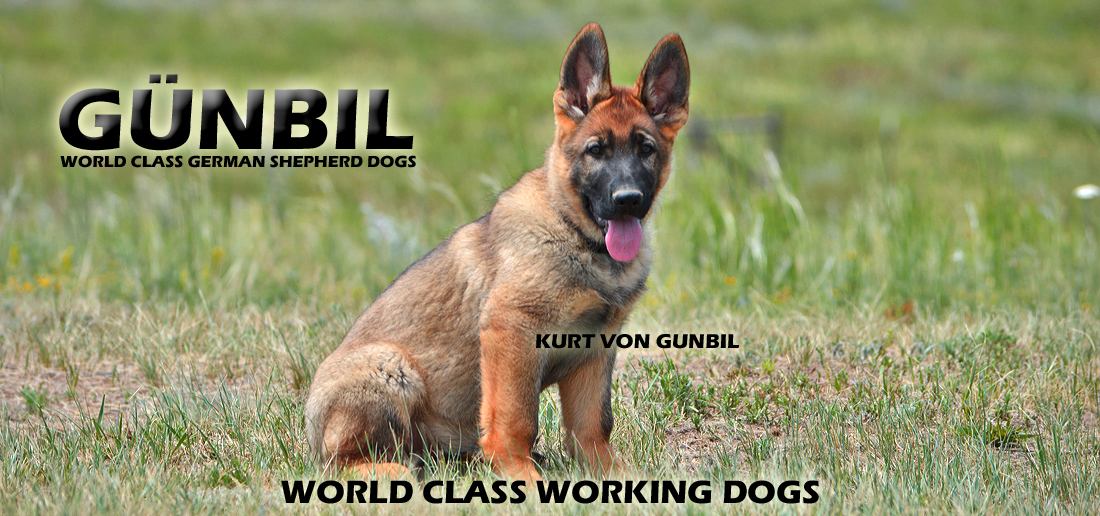 working line German shepherd Puppies from Germany