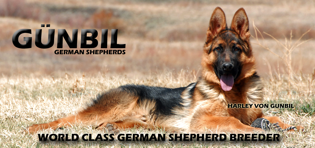 World class German Shepherd Breeder