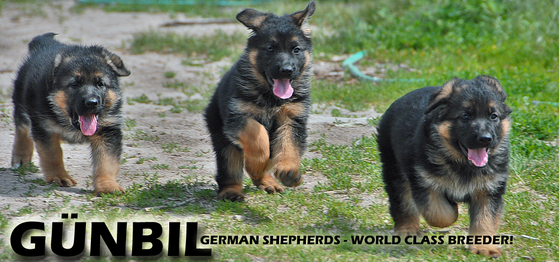 Gunbil German Shepherd Puppies