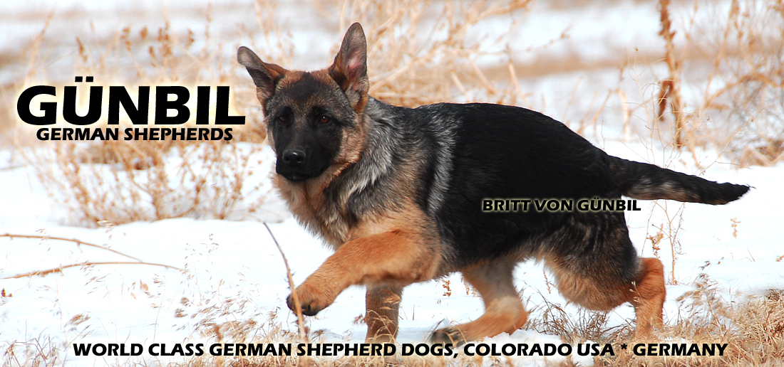 Gunbil German Shepherds