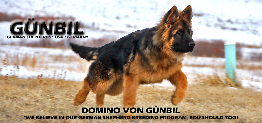 Pet Shipping