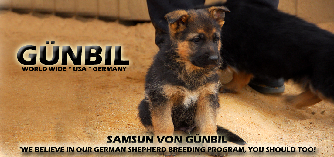 German shepherd dog for your family