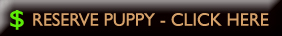 Reserve your puppy - please click here!