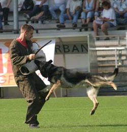 Schutzhund