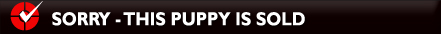 Reserve Your Puppy - Click Here!