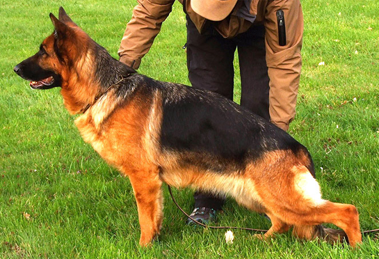 haired german shepherd puppies for sale in michigan haired german shepherd puppies for sale in haired german shepherd puppies for sale in michigan haired german shepherd puppies for sale in