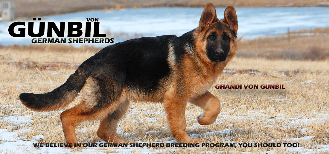 German Shepherd Breeders Larkspur, Colorado.