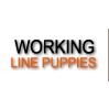 Working line puppies for sale
