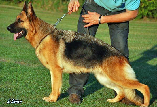 Xandra vom Schreckenstein