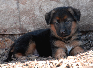 German shepherd puppies from the litter of Ino and Windy 2008