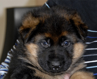Puppy from Held and Ashanti