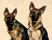 German Shepherd import puppies direct from Germany
