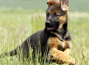 Gunbil German shepherd puppy in motion