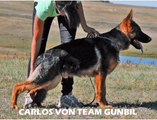 Carlos von Team gunbil