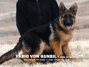 Fabio von Gunbil