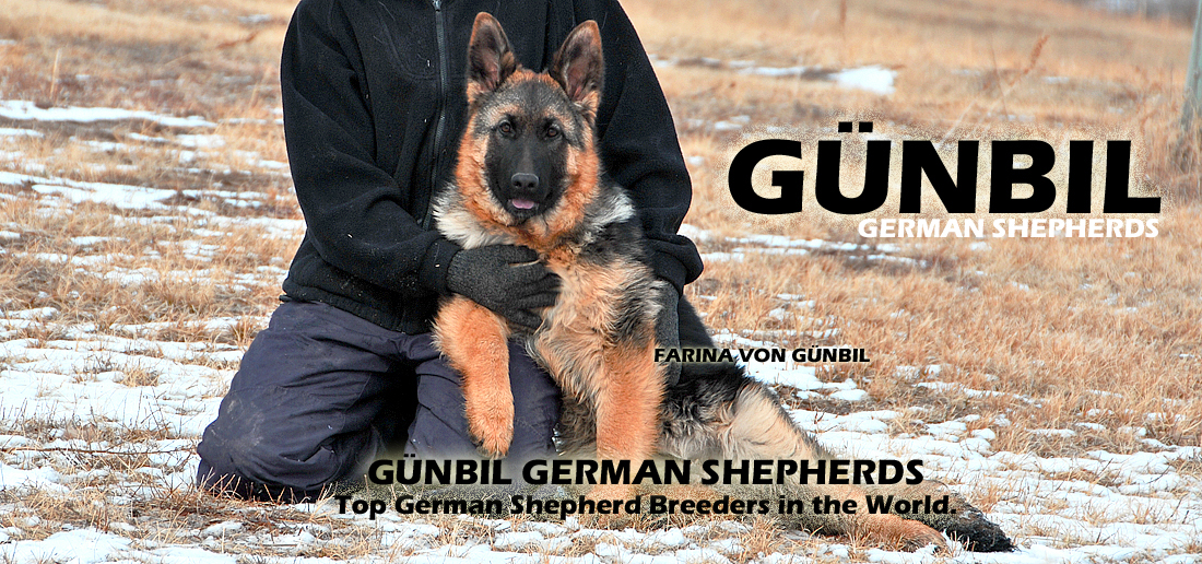 Gunbil German Shepherds, worldwide!