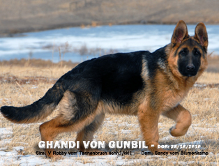 Ghandi von Gunbil