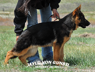 Jaylo von Gunbil - For Profile, please lcick here.