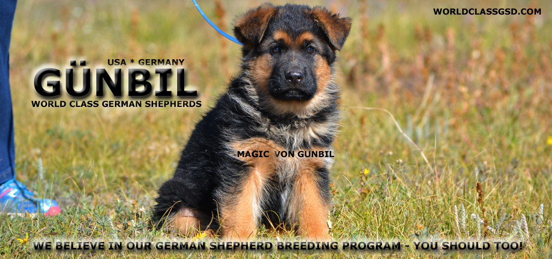 Gunbil German Shepherd Breeders