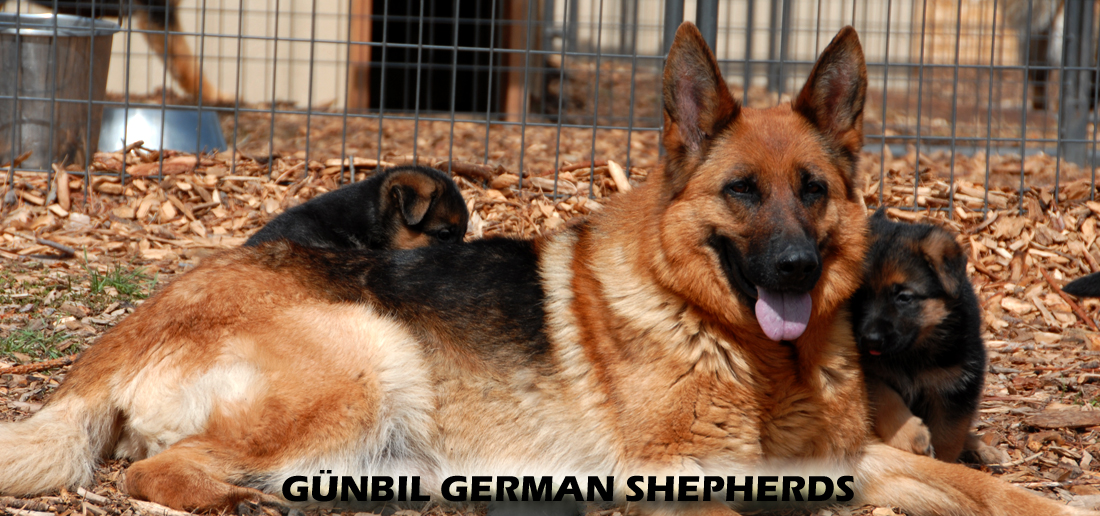 Best German shepherd puppies for sale