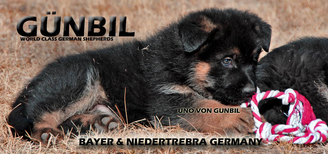 Gunbil German shepherd breeders in Bayer and Niedertrebra Germany