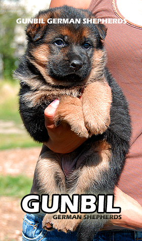 Breeding the best German shepherd puppies in Colorado